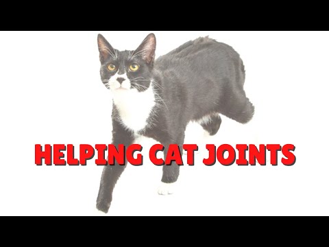 How To Help Cat Joint Pain | Two Crazy Cat Ladies