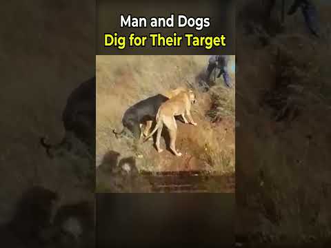 Man and Dogs Dig for Their Target