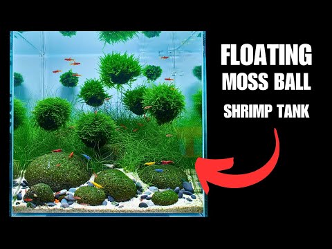 I MADE A SHRIMP "SKITTLES" TANK WITH FLOATING MOSS BALLS