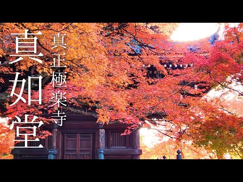 🍁京都紅葉2024🍁真如堂の紅葉は12月でも綺麗なのか？