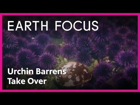 How Purple Sea Urchins are Taking Over California's Coastal Waters | Earth Focus | PBS SoCal