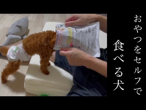 おやつをセルフで食べる犬【トイプードル】