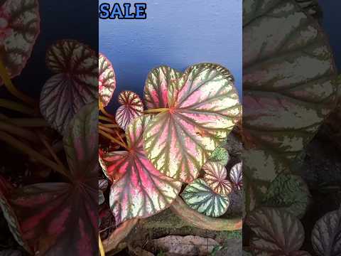 Begonia sale‼️💯 #gardening #gardendreams #begonia #plants #reels#flowers #orchidnursery#indoorplants