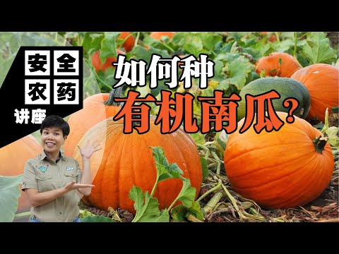 【Baba安全农药讲座】如何种植有机南瓜？农友们都想要的南瓜种植秘籍，超全专业解说教你怎样种出硕大的南瓜 | 有机南瓜种植方法