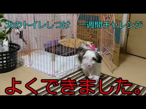 【簡単！犬のトイレしつけ　一週間チャレンジ】おやじ伝説ぷりん