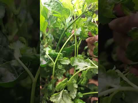 Hydroponic Smart Planter 3 Month Progress #indoorgardening