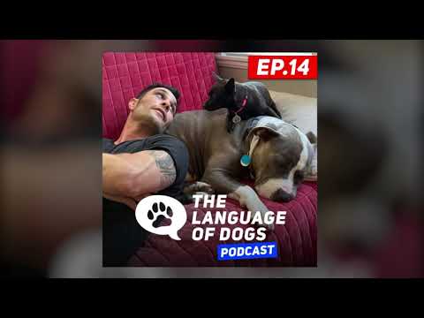 The Language of Dogs Podcast Ep 14 | Rescue Dogs & Listener Q&A