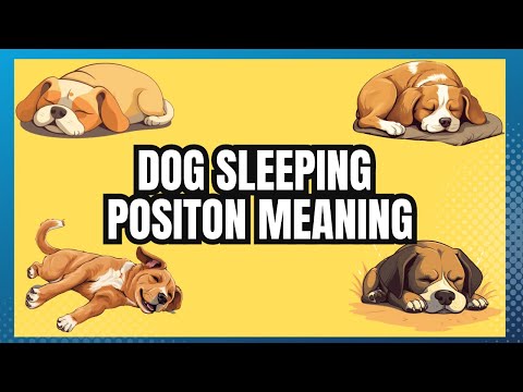 What Your Dog's Sleeping Position Reveals About Their Character, Health & Personality