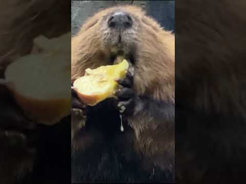 ビーバーがリンゴを食べてまさかの微笑み #shorts #ZOO-1グランプリ #ビーバー