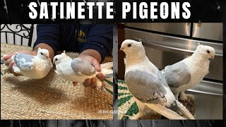 Satinette pigeon | Fancy Pigeons