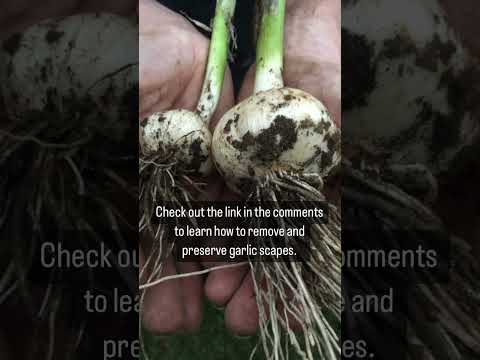 Grow BIGGER Garlic Bulbs #youtubeshorts #garlic #growinggarlic #garlicscapes #gardeningforbeginners