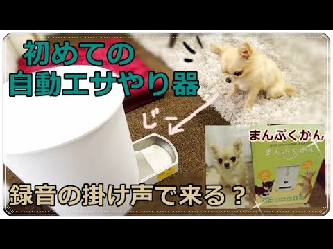 初めての自動エサやり器🐶録音の掛け声で来る？🔊チワワが検証🐾まんぷくかん🌟犬猫用自動給餌器～Chihuahua tries automatic feeder for the first time💕