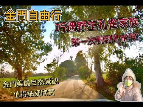 【旅遊推薦】金門自由行｜金門美麗自然景觀｜巧遇野生孔雀家族｜金門大橋夜景｜金門景點｜金門一日遊｜金門旅遊｜金門行程規劃｜不一樣的金門