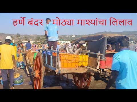 Harnai Fish Market Dapoli | हर्णे बंदर - मोठ्या माश्यांचा लिलाव | Harne Bandar | #youtube