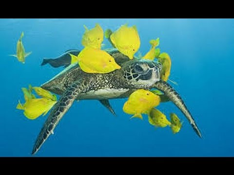 Sea Turtles Documentary HD - Nature   The Reptiles  Turtles and Tortoises