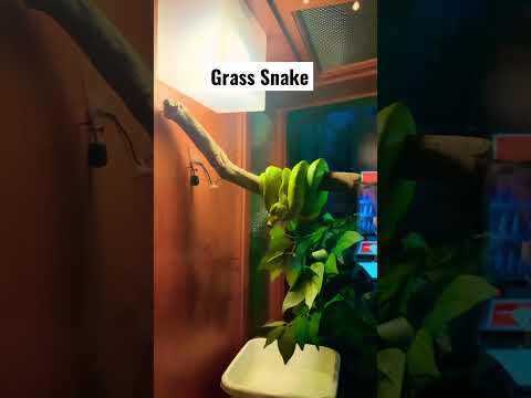 Grass Snake in Sea life Bangkok #grass #snakes  #snakevideo #dangerous #shorts #travel #bangkok