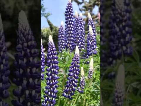 Lupin or Lupini || Super Food||