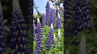 Lupin or Lupini || Super Food||