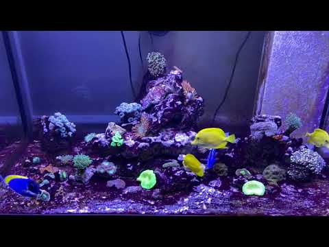 Tony Nguyen- Reef tank update