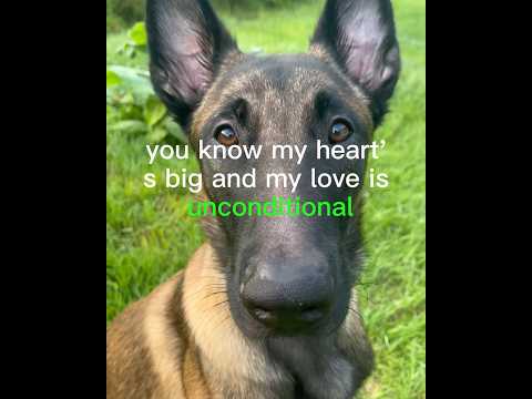 Shout out to those with hearts bigger than this world can handle! #motivationalquotes #malinois #fyp