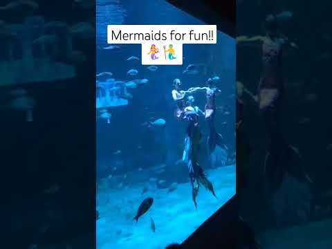 Real Life Mermaids!! #mermaid #aquarium #mermaids #aquariumfish #fish #shortsfeed #short