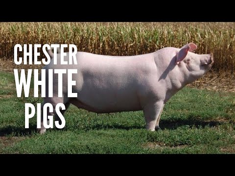 Chester White Pigs – Everything You Need to Know