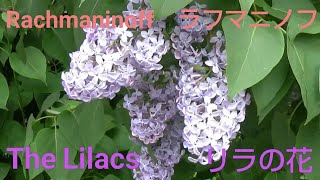 【花】Rachmaninoff: The Lilacs / ラフマニノフ：リラの花【Flowers】