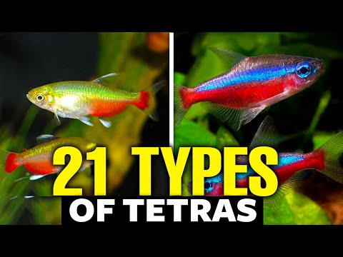 21 Types of Tetras For Aquariums 🐟