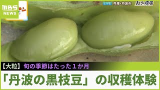 旬はたった１か月！『丹波の黒枝豆』の収穫体験...大粒で甘みのある黒枝豆を定番の「茹で・焼き」で味わう【現場から生中継】（2023年10月12日）