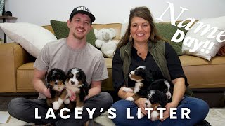 Lacey's F1 Mini Bernedoodle Puppies | Name Day!!