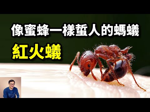 一種號稱「無敵」的螞蟻，像蜜蜂一樣蜇人，領先世界百大入侵物種的——入侵紅火蟻【老肉雜談】#動物 #昆蟲 #螞蟻 #紅火蟻 #物種入侵