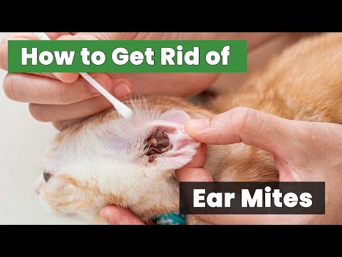 Step-by-Step Guide - How to Get Rid of Ear Mites!