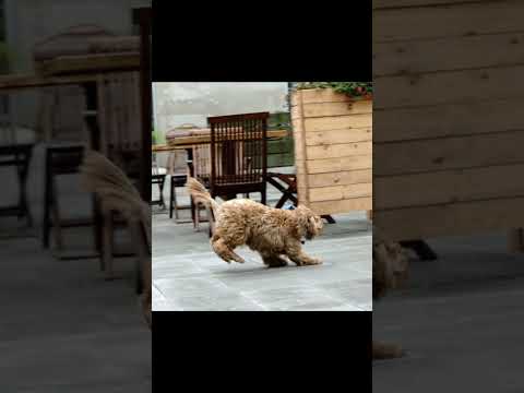 Dog videos #shorts #dog #puppy #cutedog