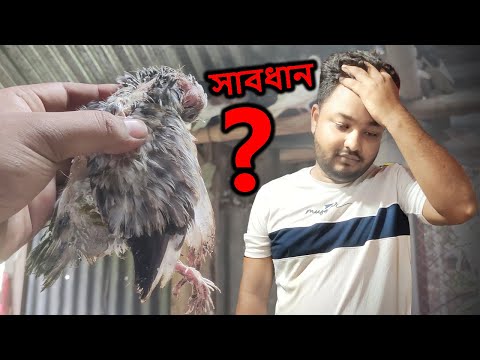 সাবধান, যে ভুলগুলো করেছি আমি | Pigeons | Mahid Dream Zoo