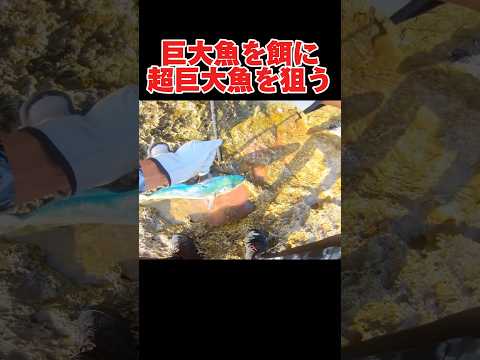 巨大魚を餌に超巨大魚を狙う釣り方#釣り#沖縄#fishing