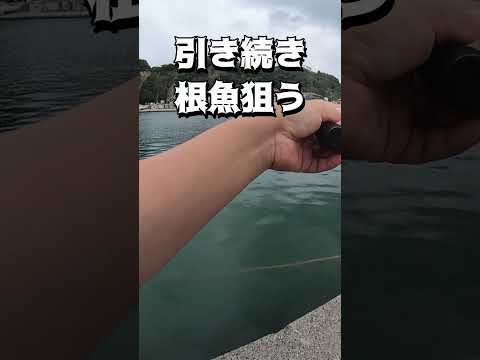 漁港でワームで釣りしたら、バレた後釣れた！ #shorts