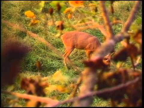 Ultimate Hunting - Ultimate Whitetail Season IV 1998