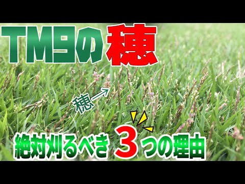 TM9芝生の穂を刈り取るべき３つの理由と穂を顕微鏡でみてみた。【穂狩り