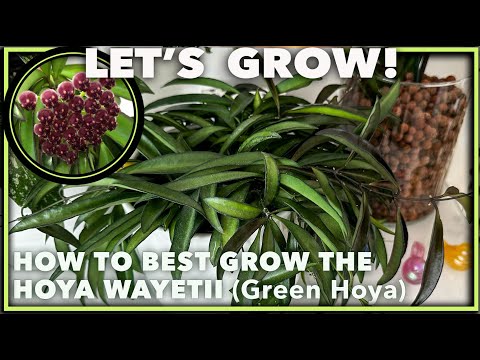 HOYA WAYETII: Secrets to Growing and Caring for This Enchanting Tropical Treasure