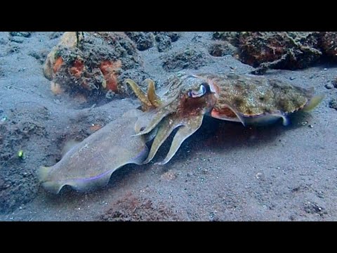 [コブシメ] 激しく交接中〜♡  Cuttlefish mating in tulamben bali