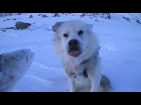 "Blacky" our canine team-mate eating arctic char - Sam Ford Fiord 2010 expedition