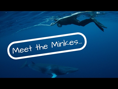 MEET The MINKE WHALES