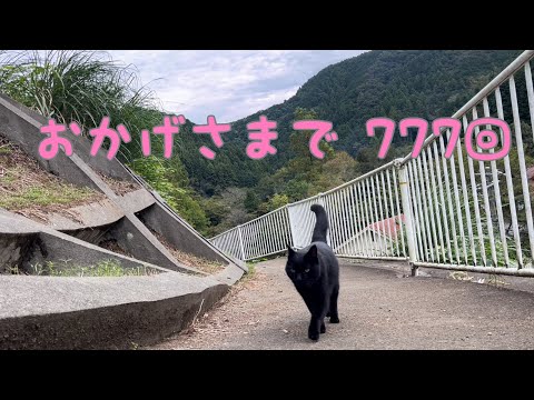 坂道で追いかけてくる黒ねこちゃん　No.７７７　２０２４年　１０月１６日　８：００　のくろねこちゃん　black cat