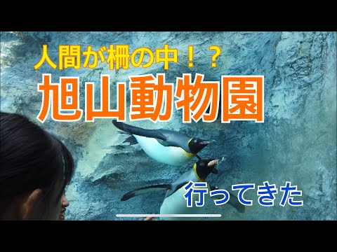 【北海道】人間が柵の中！夏の旭山動物園行ってきた！