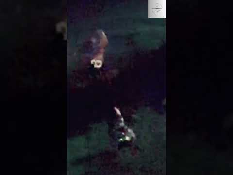 Full Video of the Duende “Little People” Sighting