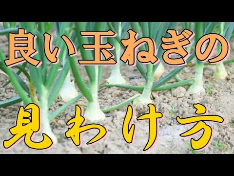 良いタマネギの見分け方、玉ねぎの種類や保存方法を説明