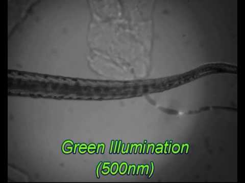 Cells trigger burst swimming in zebrafish