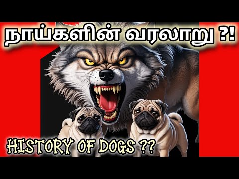 நாய்களின் வரலாறு| History of Dogs |மனிதர்களின் நண்பன் நாய்