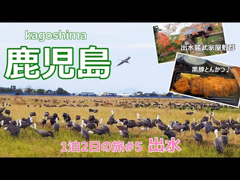 【鹿児島旅行vlog】鹿児島の冬限定の絶景！　出水麓武家屋敷群｜出水ツル観察センター｜嘉例川駅｜かれい川の湯［1泊2日の旅＃５］