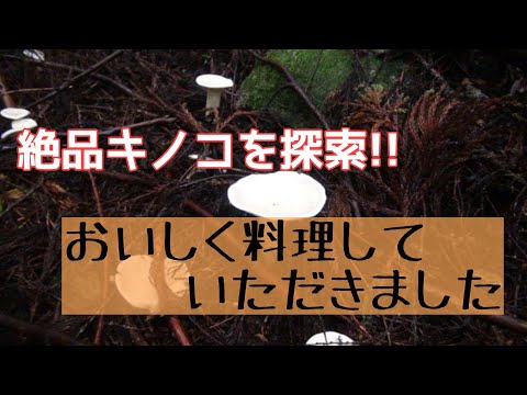 【山のキノコライフ】味も香りも最高のキノコを探す